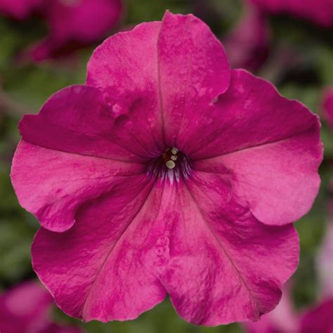 Trailing Petunia | Petunia Seeds | Petunia Duvet Pink