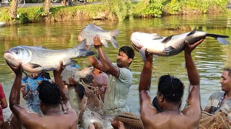 Catching Big Katla Fish Traditional Village Fishing Abdul Sami