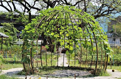 13 Trellis Ideas and Plant Structures for Your Garden