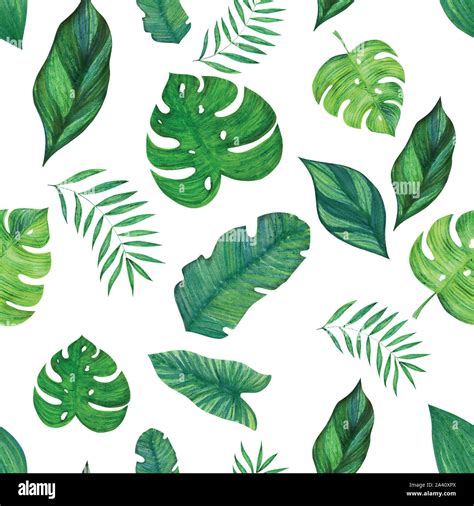 Seamless Pattern Hand Drawn Tropical Leaves On A White Background