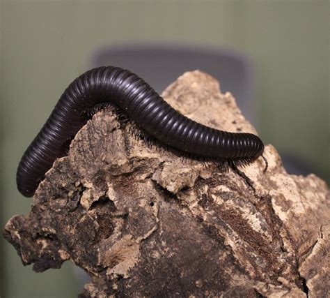 Giant African Millipede