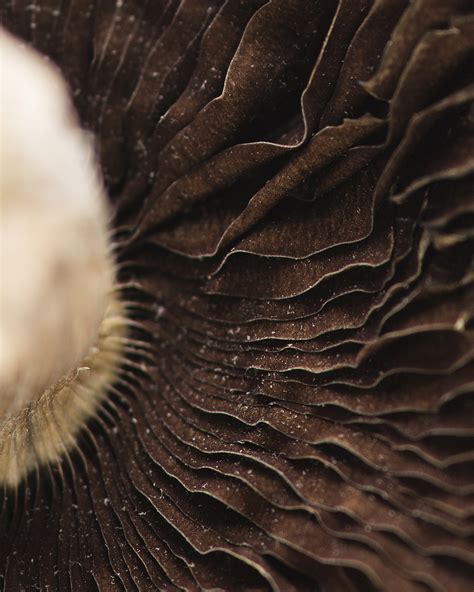 Origin: Mexican Cubensis - Cannakiss