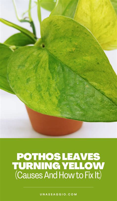 Pothos Leaves Turning Yellow Causes And How To Fix It Unassaggio