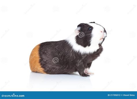 Black And White Guinea Pig Stock Photo | CartoonDealer.com #21705012