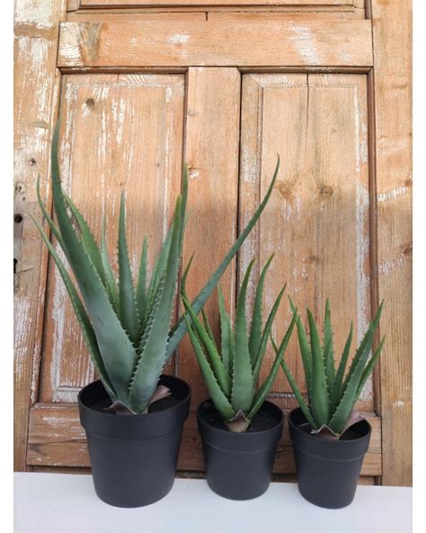 Aloes W Doniczce L 7563 Glamur Projekt