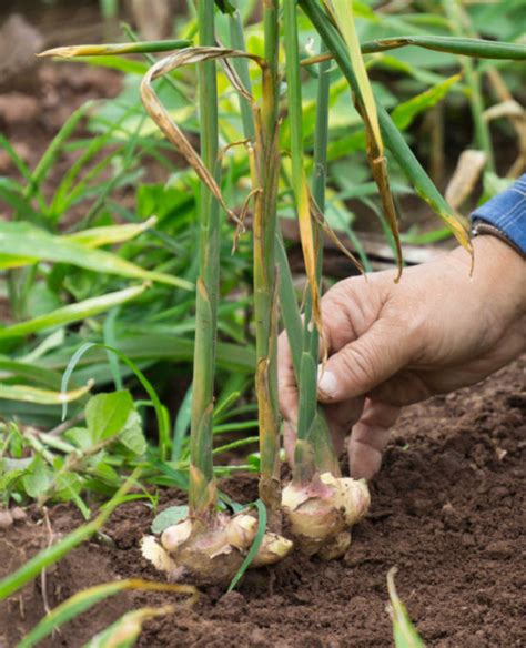 Growing Ginger From Root How To Grow Ginger Root