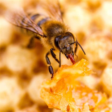 comment honeybee lifespan        years