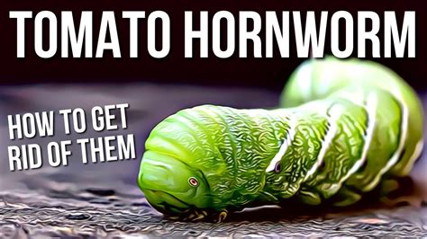 Tomato Hornworms Best Way To Get Rid Of Tomato Hornworms Youtube