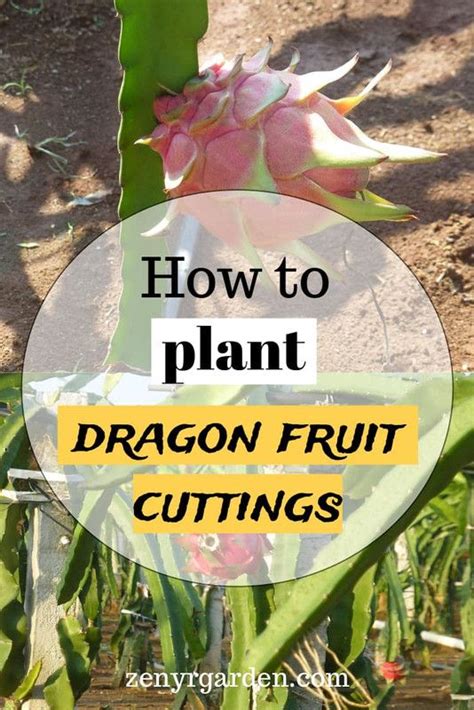 How To Plant Dragon Fruit Cuttings Artofit