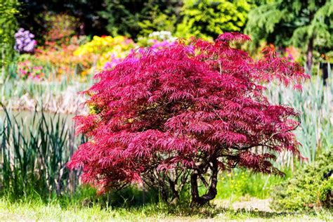 Erable Du Japon Acer Palmatum Plantation Belles Vari T S