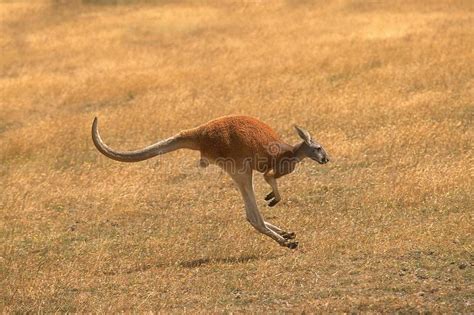 Red Kangaroo Macropus Rufus Adult Standing On Hind Legs Australia