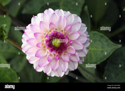 dahlia dahlia   genus  flowering plants   sunflower
