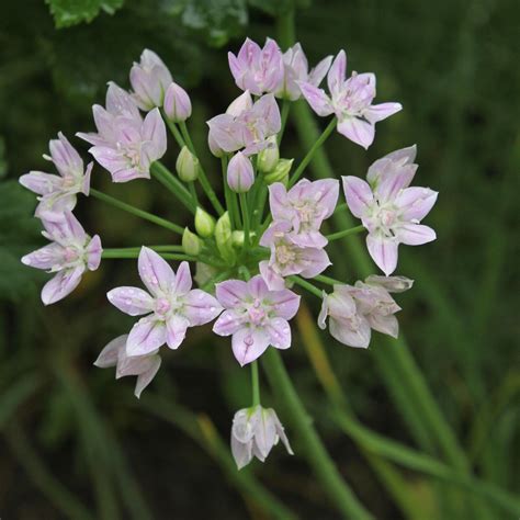 Allium roseum