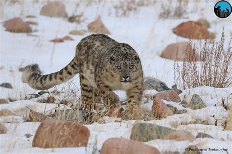 Mongolian Snow Leopard