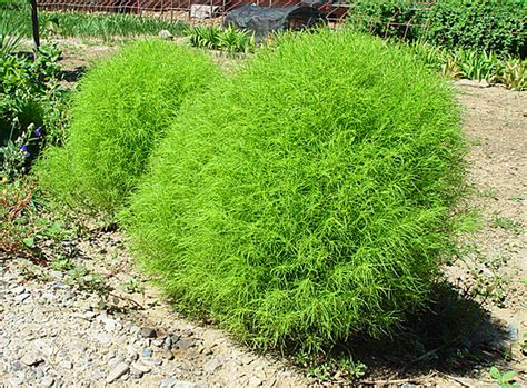 Кохия / Буква «К» / Энциклопедия растений / FloraPedia.ru ...