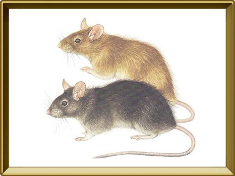 Крыса — зверь. Описание крысы с картинками