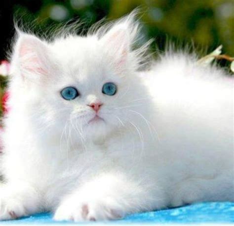 59 best white cats and kittens images on Pinterest