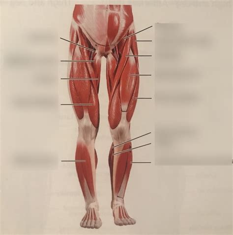 Muscles Of Lower Extremity Anterior Diagram Quizlet