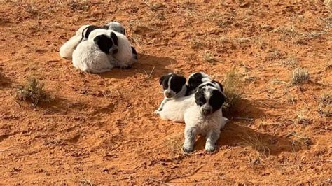 13 Puppies Rescued Just in Time from Arizona Desert - Puppy Lover Hub