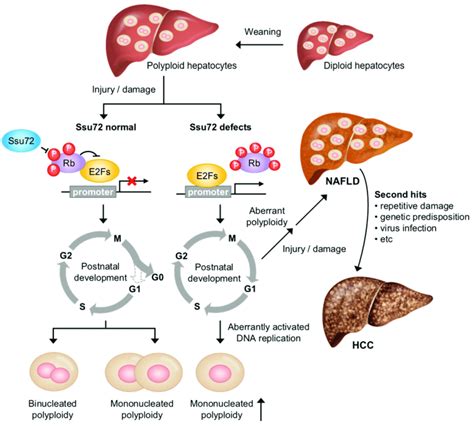 A Physiopathological Mechanism Of Ssu Regulating Hepatic Chromosome