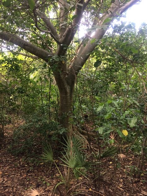 Florida Tropical Climate Map - WEATHER / CLIMATE - PalmTalk