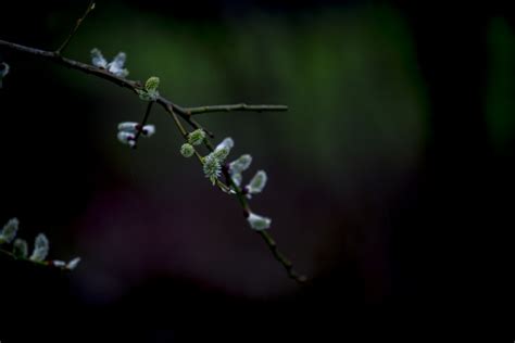 Pussy Willow Twigs Free Stock Photo Public Domain Pictures