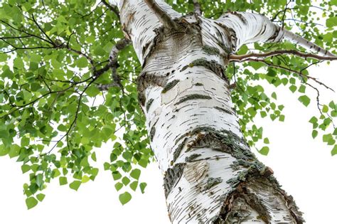 árbol Maduro De Abedul Con Corteza Blanca Distintiva Aislada En Fondo