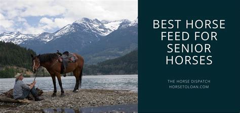 Best Horse Feed For Senior Horses | The Horse Dispatch