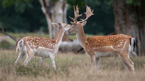 How The Fallow Deer Took The World