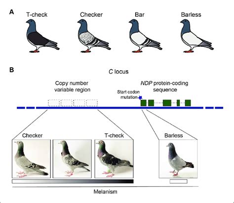 How Many Chromosomes Do Pigeons Have