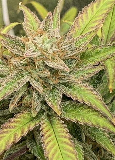 Dwarf Low Flyer Strain Info Dwarf Low Flyer Weed By Crop King Seeds Growdiaries