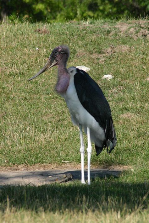 Marabou Stork by Dinalfos5 on DeviantArt