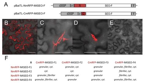 Uncertain Role Of Mtseo F In Assembly Of Medicago Truncatula Forisomes