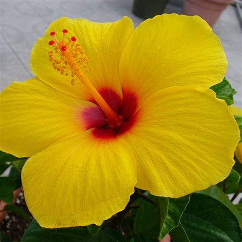 Hibiscus Yellow Flowering Plants