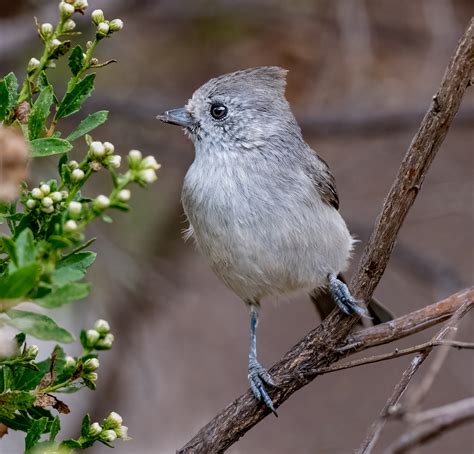 Oak Titmouse - Owen Deutsch Photography