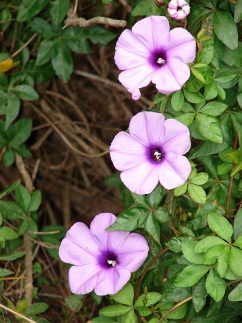 Railway Creeper 45536 English Common Name Ipomoea Cairica