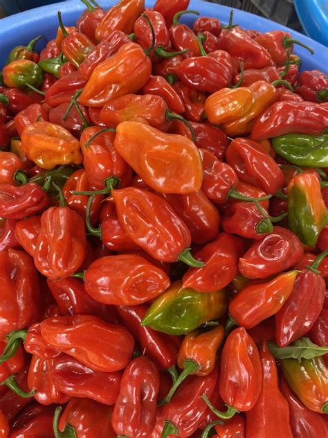Habanero – Farmers Market Kenya