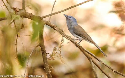 Monarch Black-Naped (Hypothymis azurea) female - India - World Bird Photos