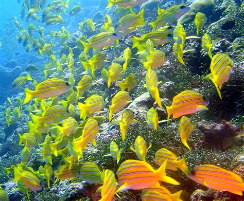 Cardumen De Peces De Color Naranja Y Amarillo Peces Peces Bajo El