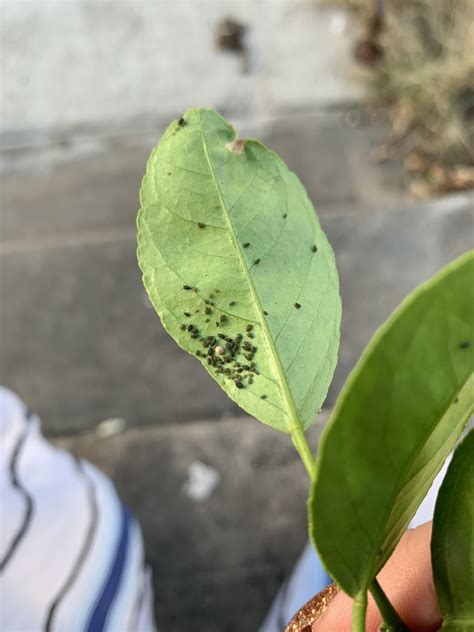 Meyer Lemon tree pests. I am growing this baby outside (potted fabric pots). Due to the cold ...