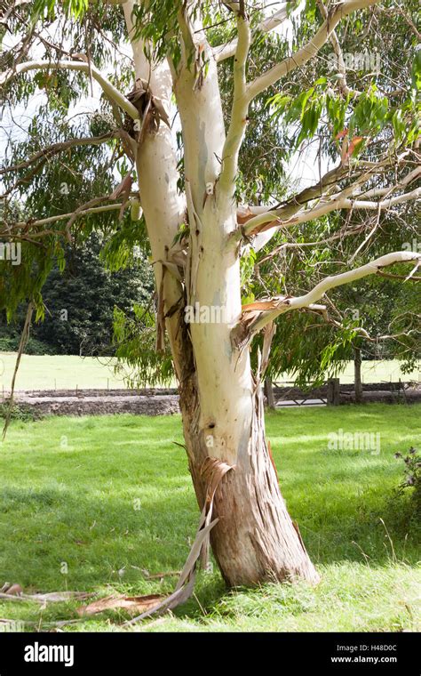 Eucalyptus Tree Peeling Bark High Resolution Stock Photography And