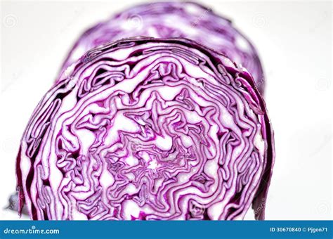 Red Cabbage Stock Photo Image Of Purple Agriculture 30670840