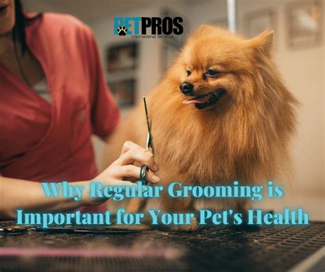 Why Regular Grooming Is Important For Your Pets Health Pet Re Homing