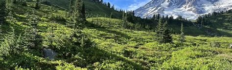 Myrtle Falls Viewpoint Via Skyline Trail Washington 4042 Reviews