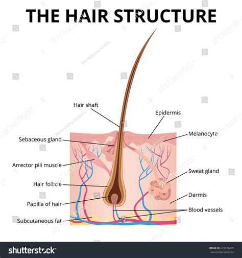 Human Hair Structure Diagram