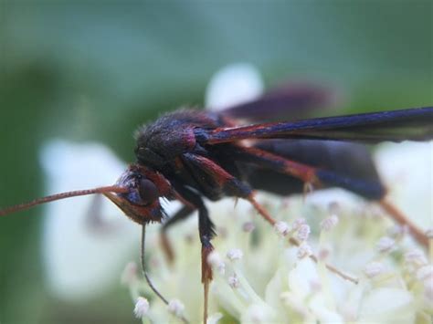 Lilac Borer Moth Podosesia Syringae Hodges2589 On Vibu Flickr