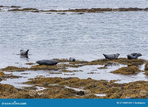 harbour seals enjoying summer  iceland stock image image  common