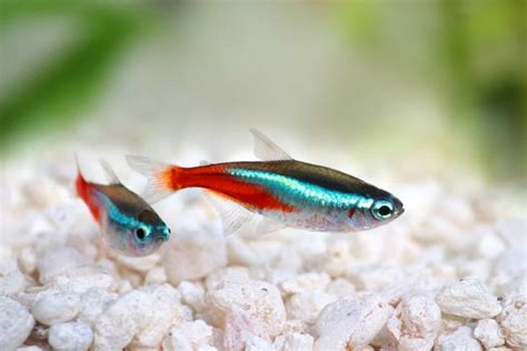 Neon Tetra Disease Causes Signs Treatment Prevention