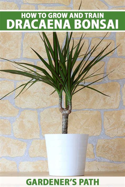 How to Grow Dracaena as Bonsai | Gardener’s Path