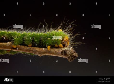 Imperial Moth Caterpillar Eacles Imperialis Stock Photo Alamy